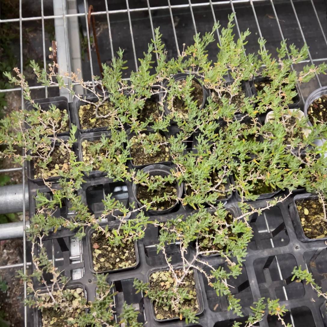 紫晶55杯老桩福利