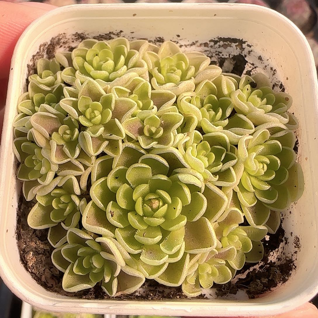 多肉1204-112捕虫堇