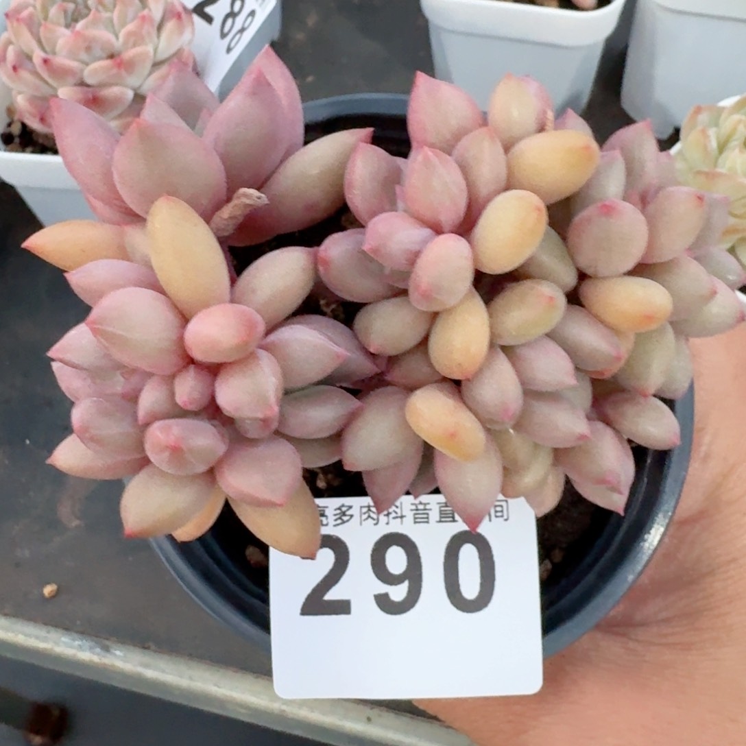 桃花源树桩         多肉植物