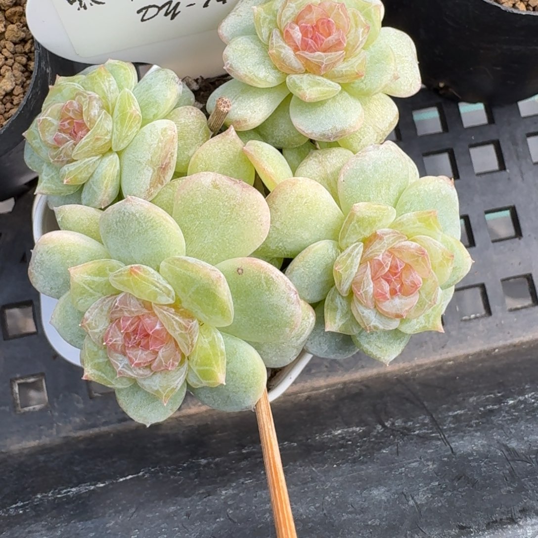 0906-74-长腿群一颗