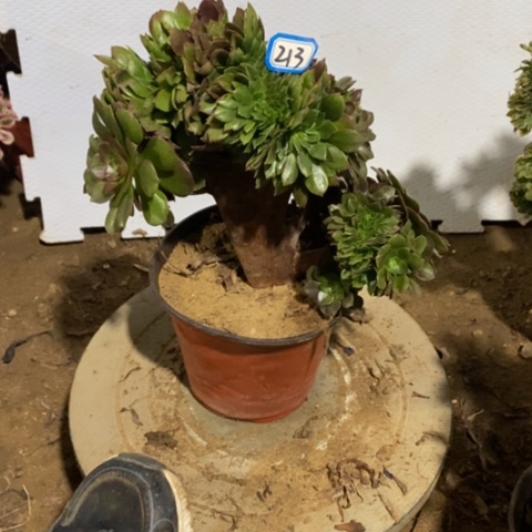 ?*?万圣节缀一物一拍