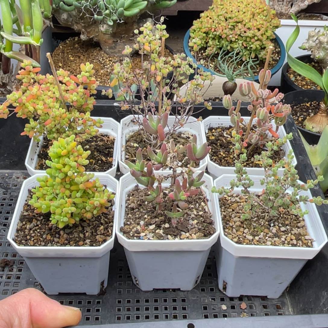 六个枝干福利多肉。      