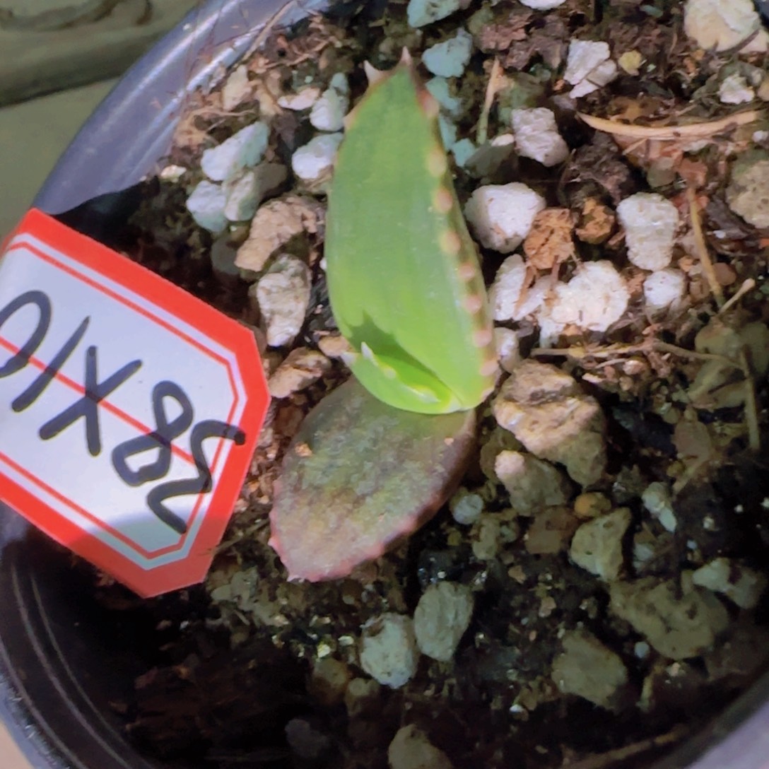 块根植物块根植物