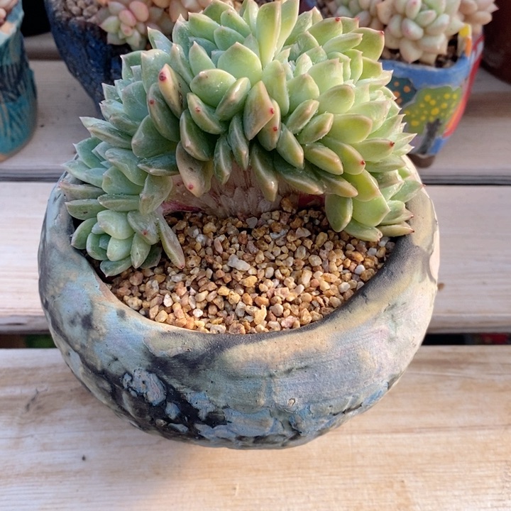 冰魄树缀 h h j p 1122