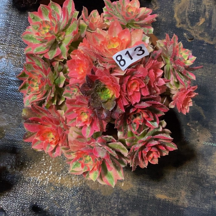 813 粉女巫法师的