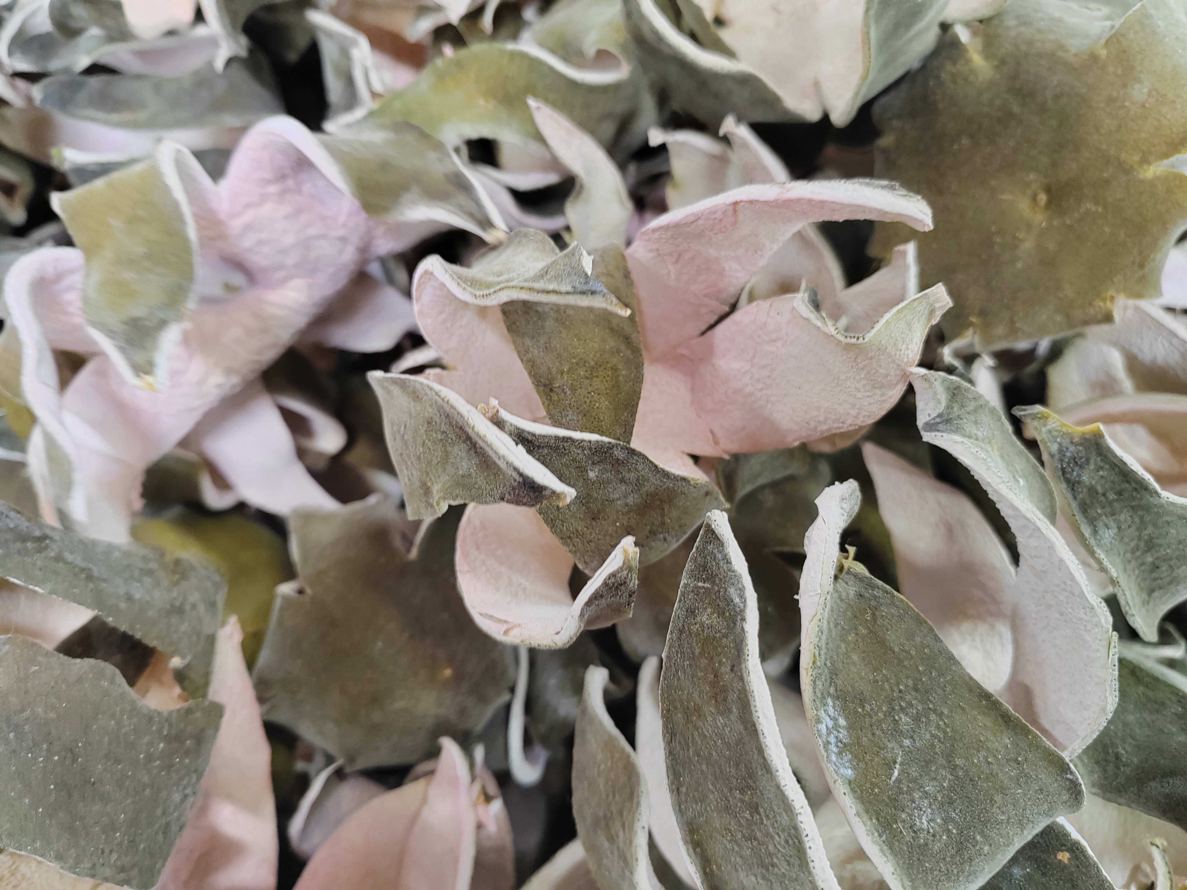 【富贵臣】化橘红手工七爪薄片半成品2025年精选正宗核心产地