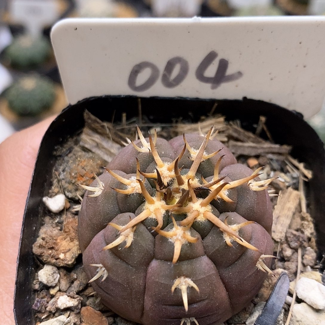 开播时间周一特价了哟