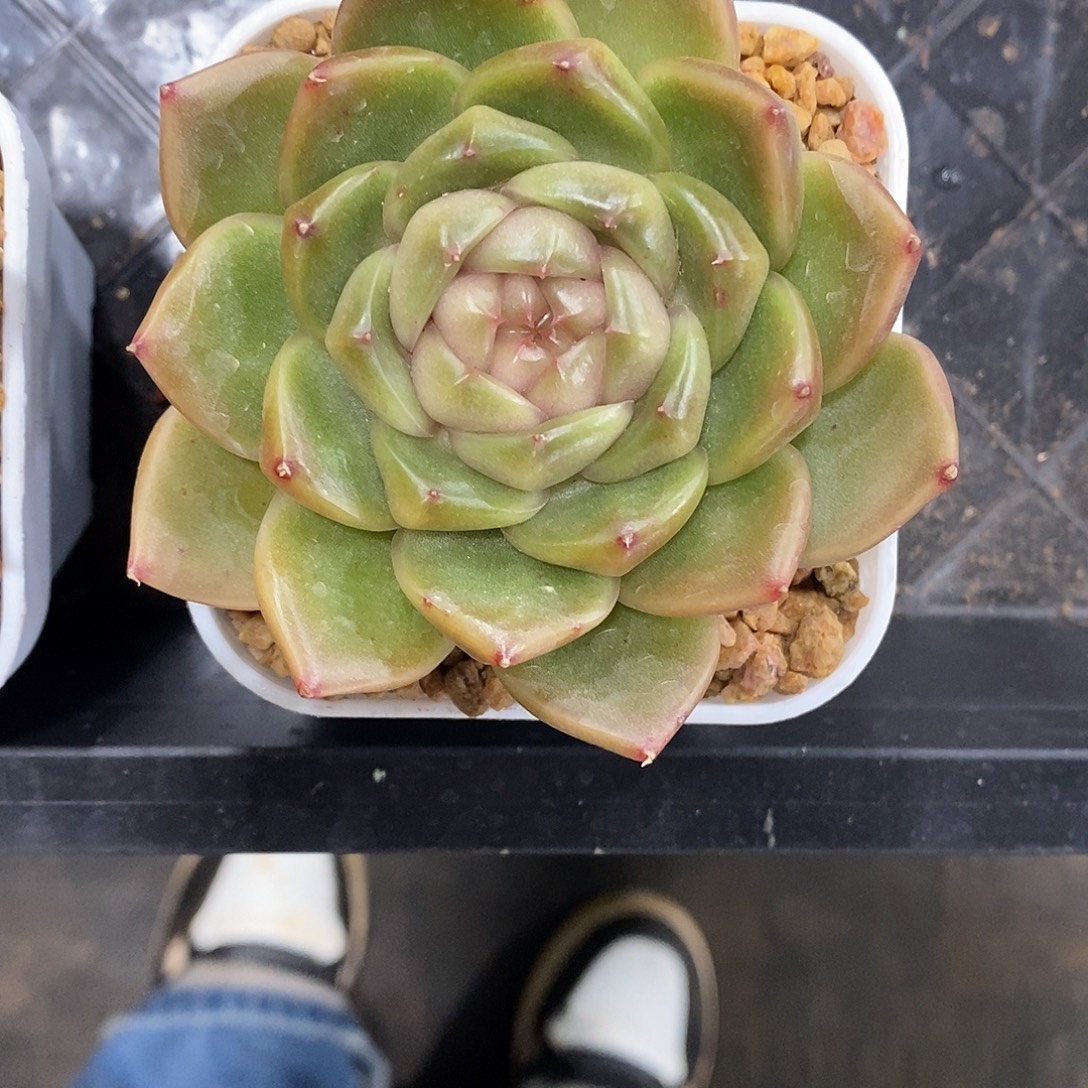 皮艾拉满28发货。   