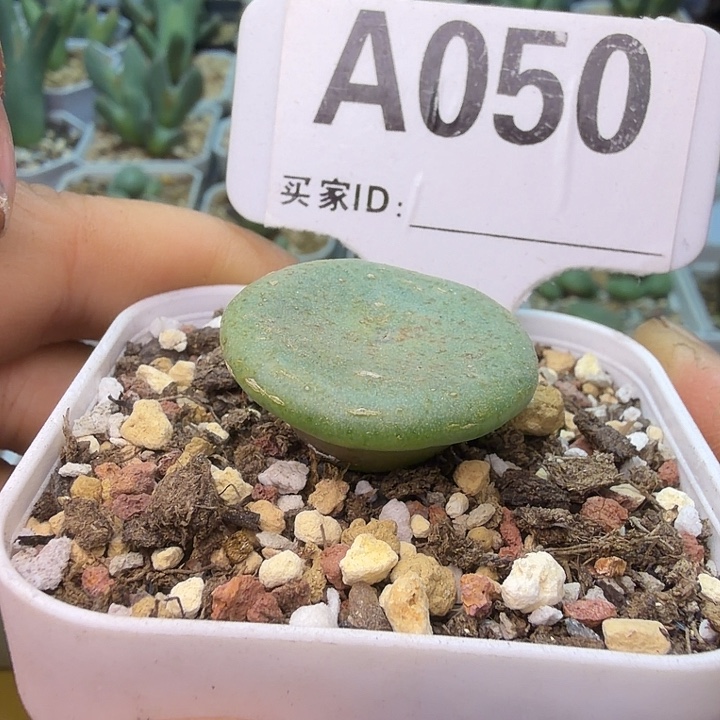 050。满38包邮肉锥