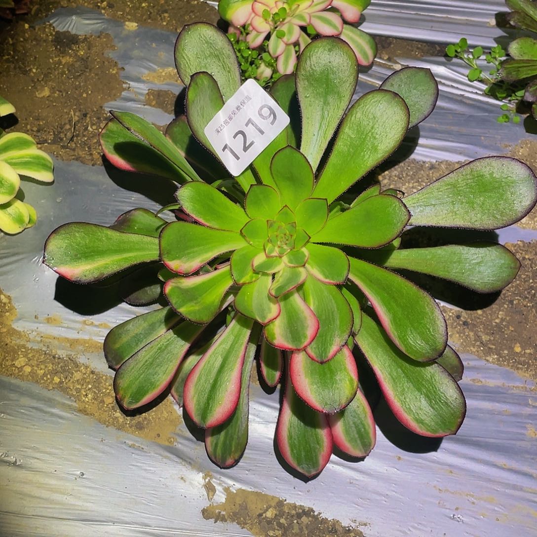 Q1219花蝴蝶多肉植物