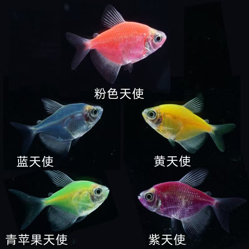 精品好养荧光天使观赏鱼5色混色孔雀鱼鱼入缸不包损