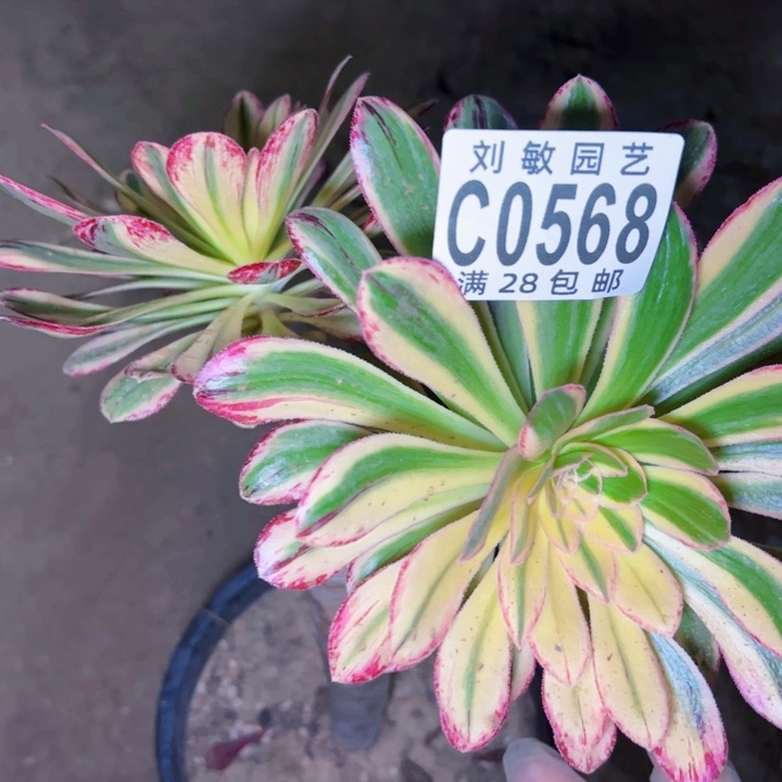 0568多肉植物法师法师