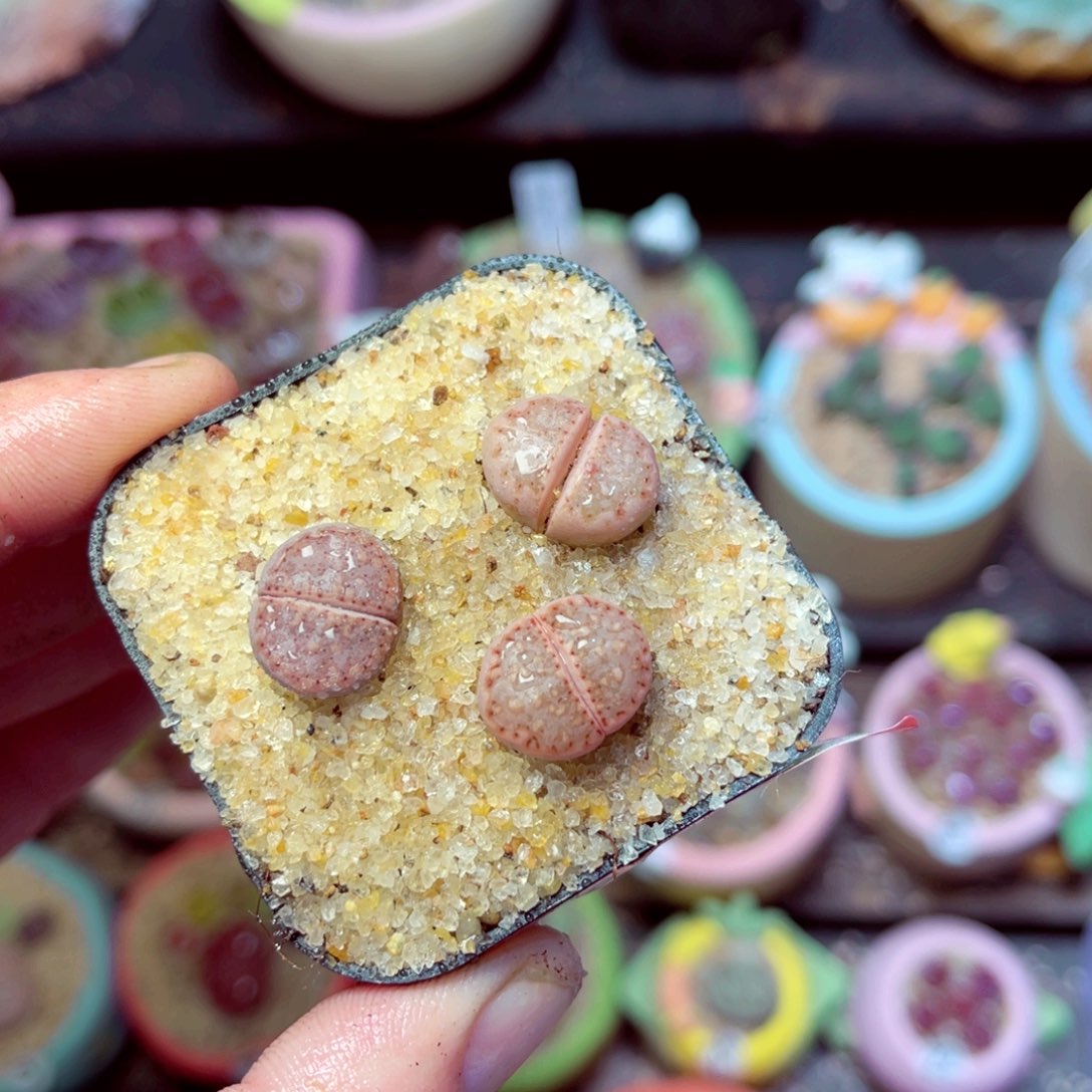 184生石花带盆发1