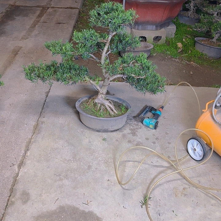 高***无花朵666666666666