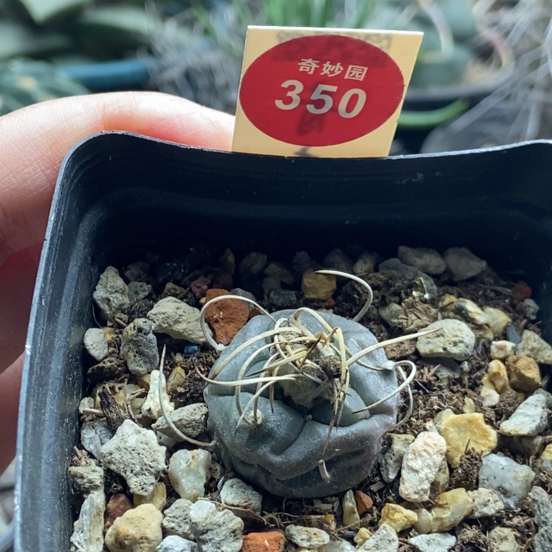 实生长刺娇丽2.4cm