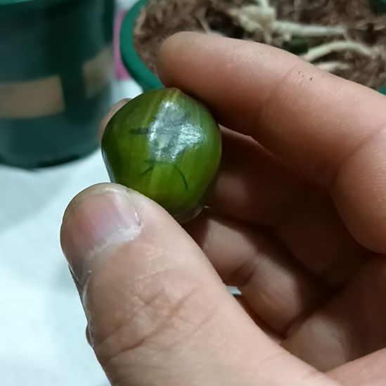 无花朵君子兰小苗君子兰小苗君