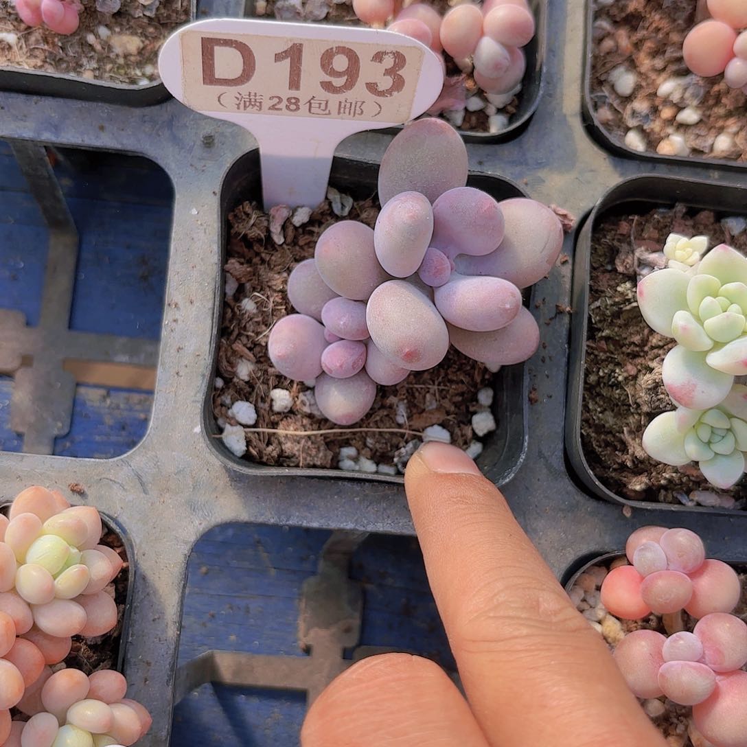 D183彩虹奶一物一拍