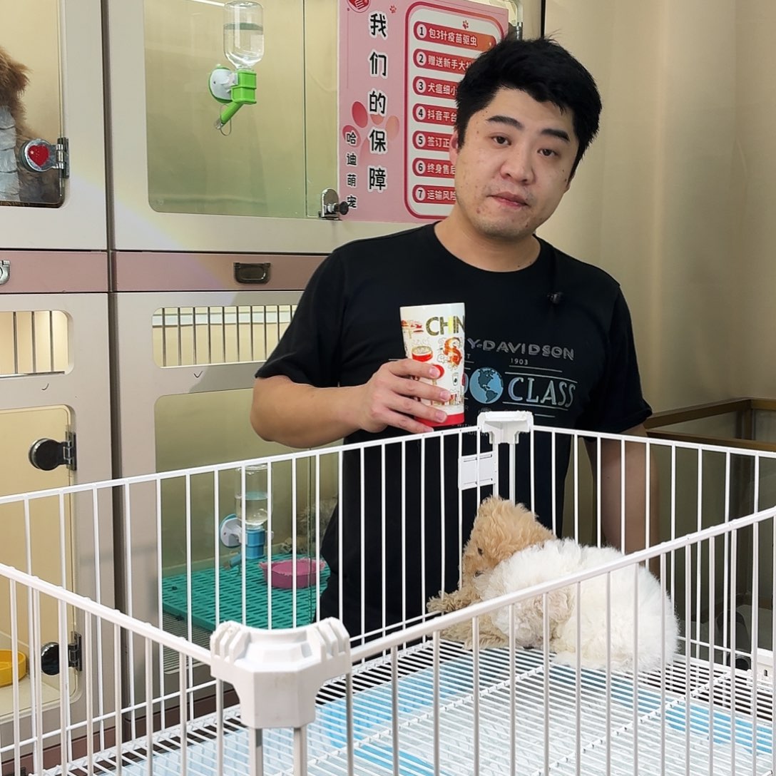 上海哈迪萌宠比熊妹妹专拍