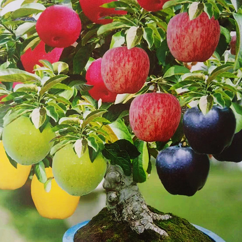 【一物一拍】盆栽地栽南北方种植