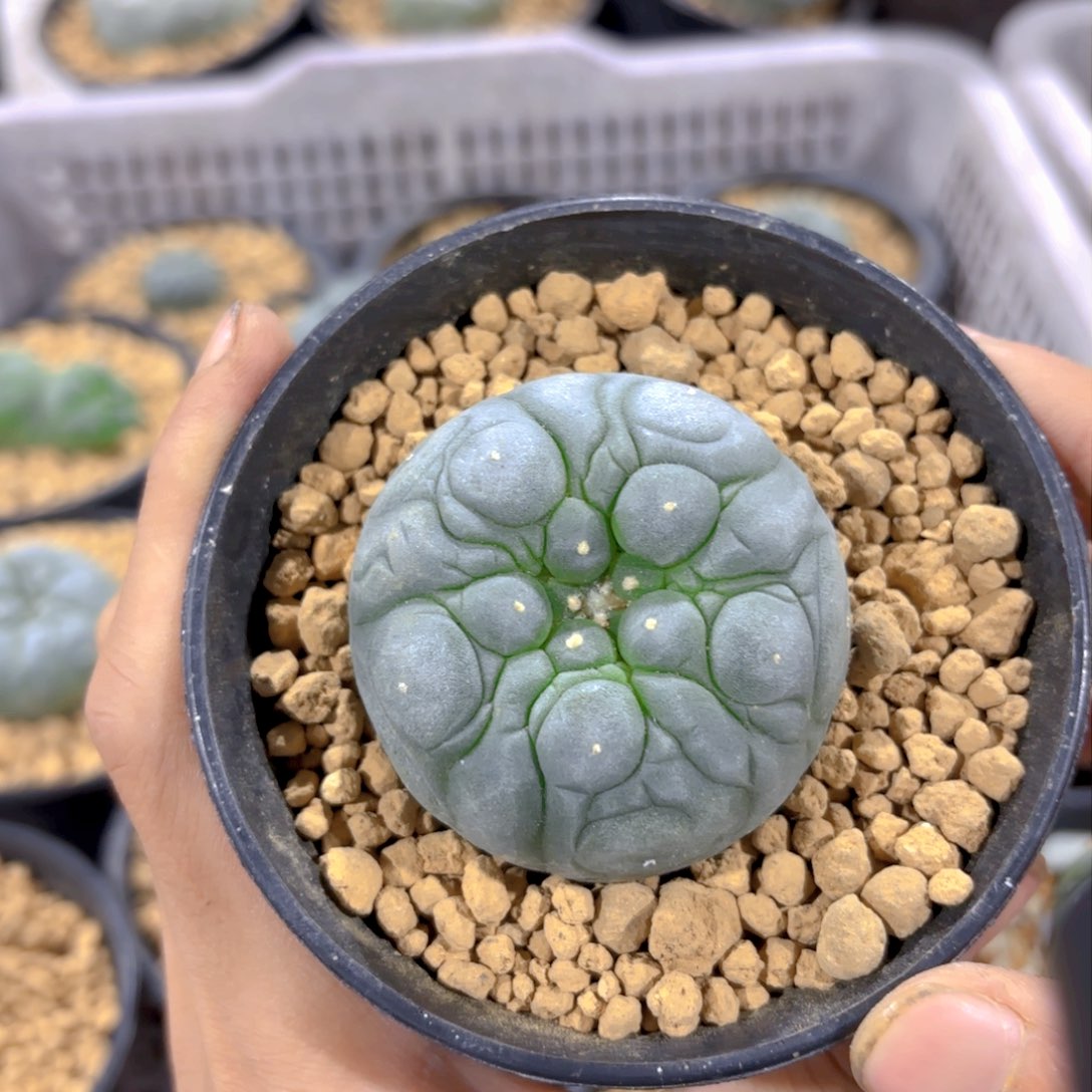 超皱G g g g g g g g g g g