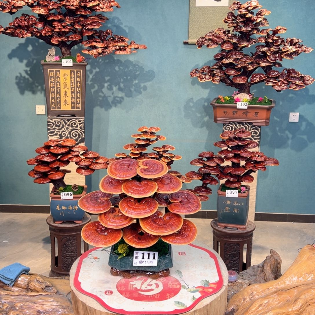 无花朵868888888888