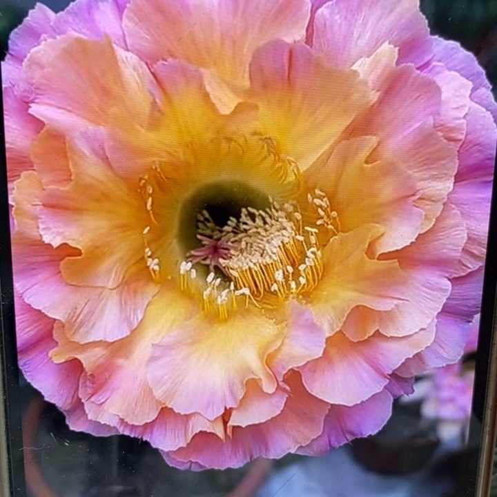 香香1-200号7公分左右