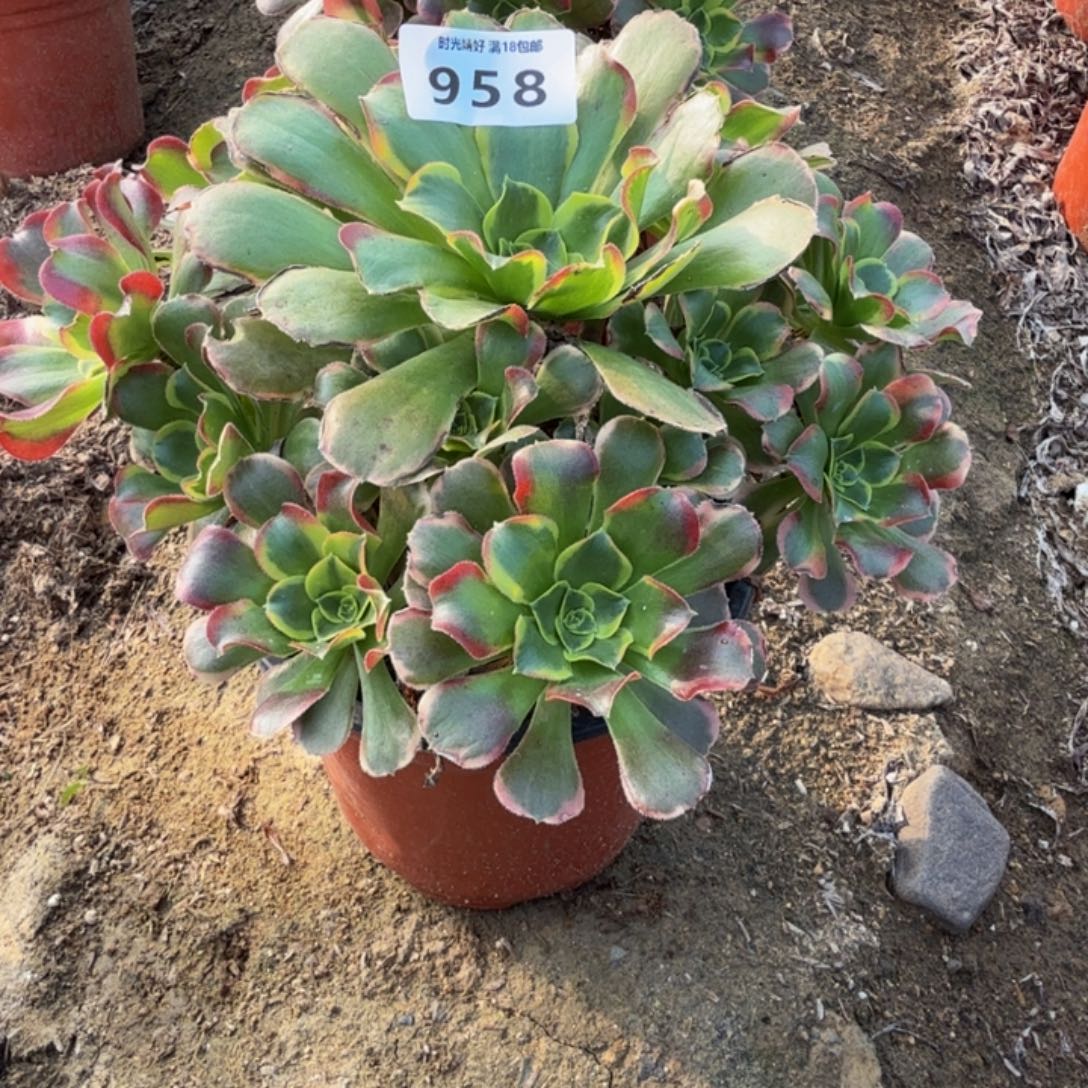958特斯拉。多肉植物
