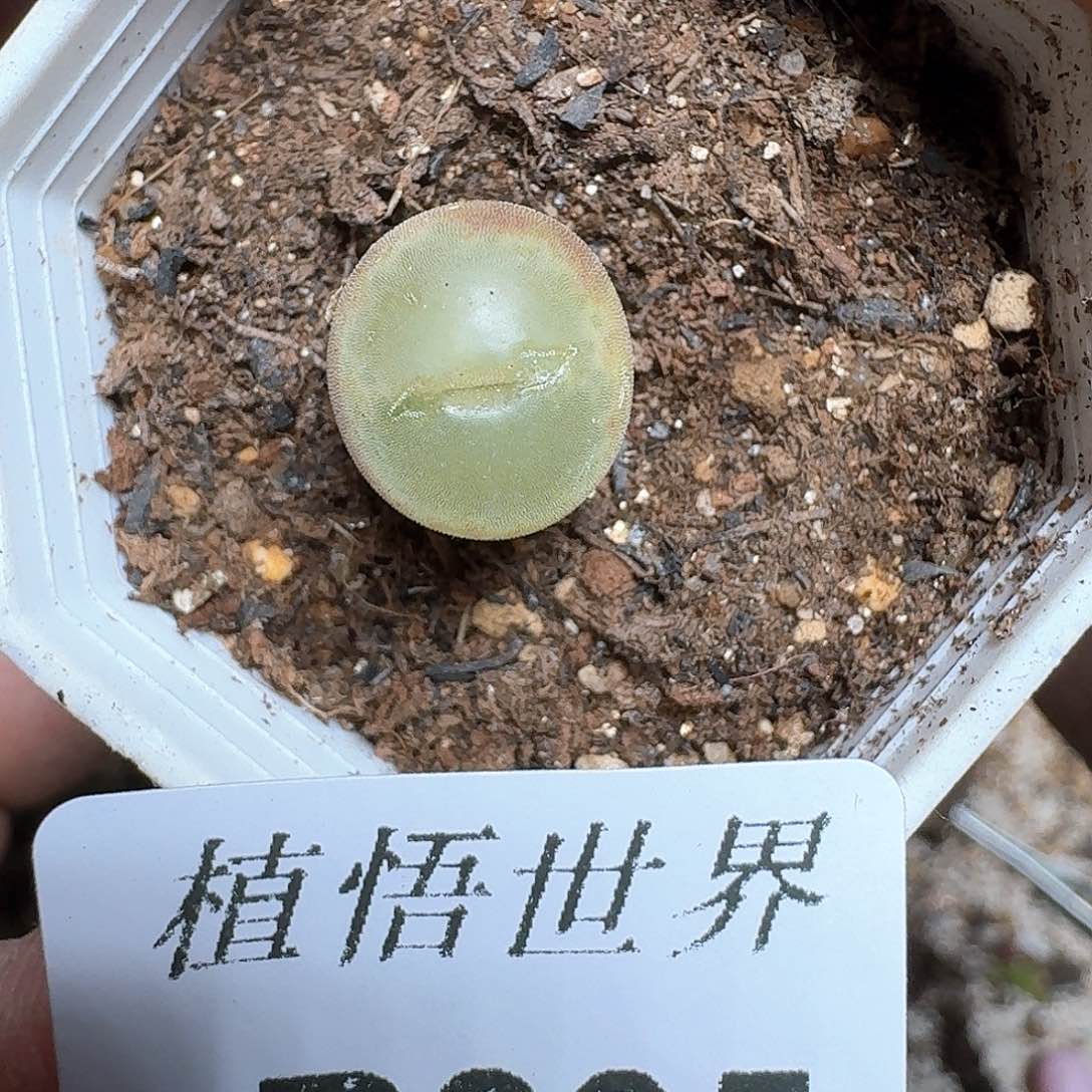 305盒多肉植物哇c g