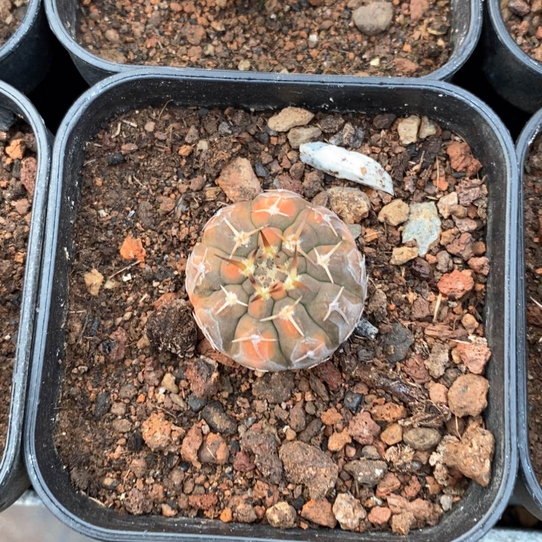 仙人球怪龙王锦58