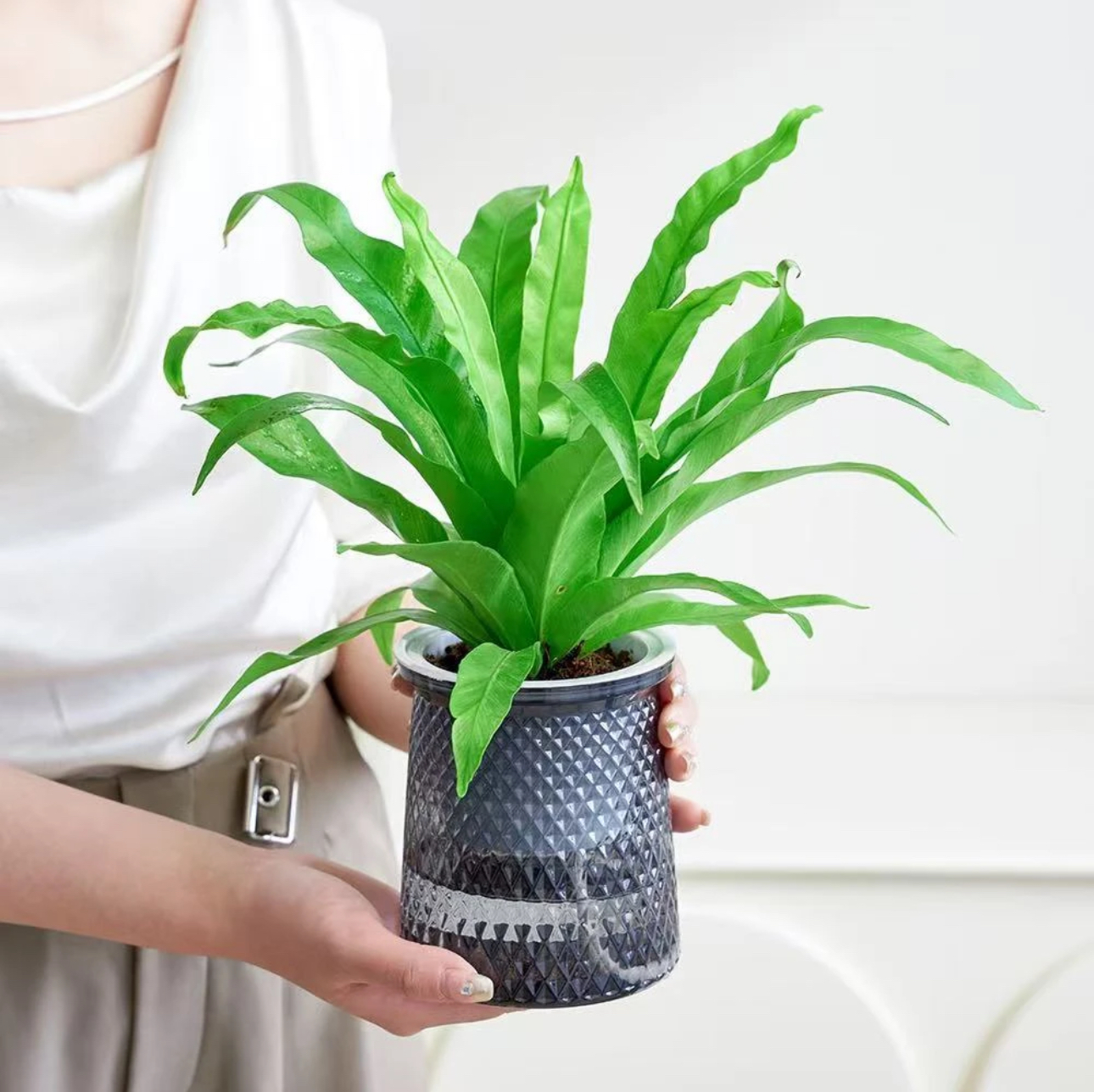 鸟巢蕨盆栽室内水培绿植净化空气的蕨类植物