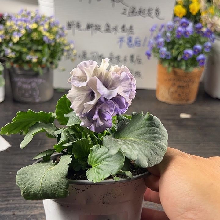 当前无花朵，栽培后可花朵081号