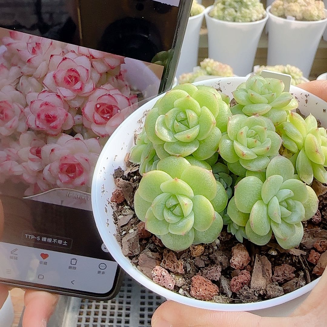 1116-91（ttp-5）优选