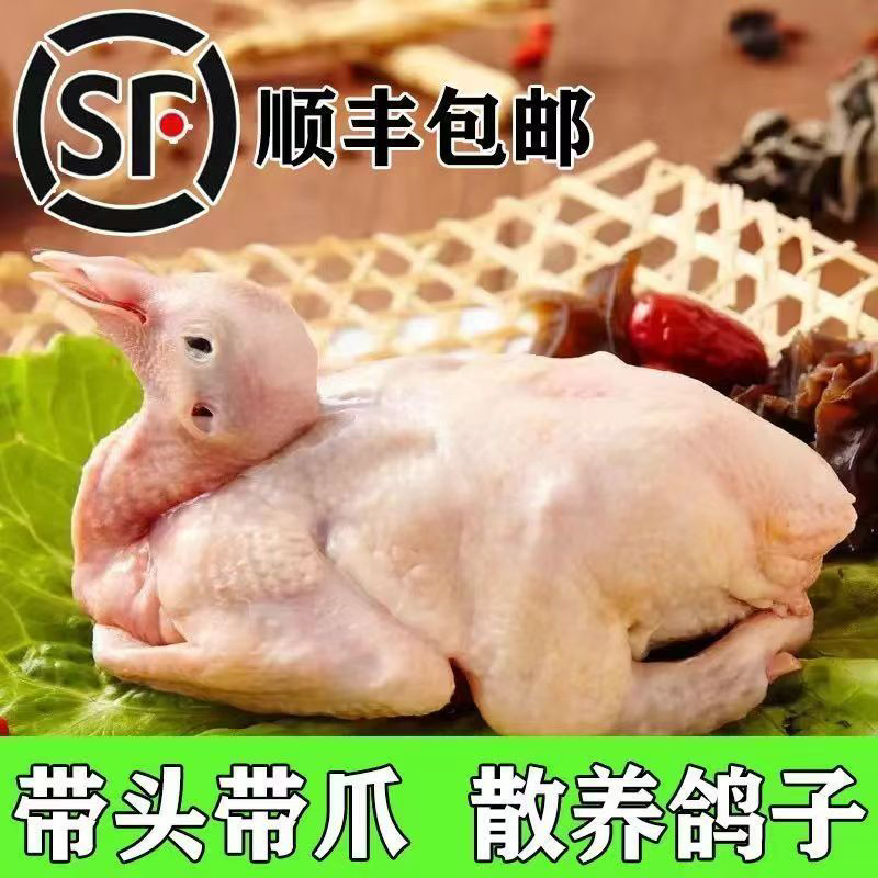 老 农家散养土鸽子（单只6-7两）带内脏 鲜活现杀 顺丰冷链发货 