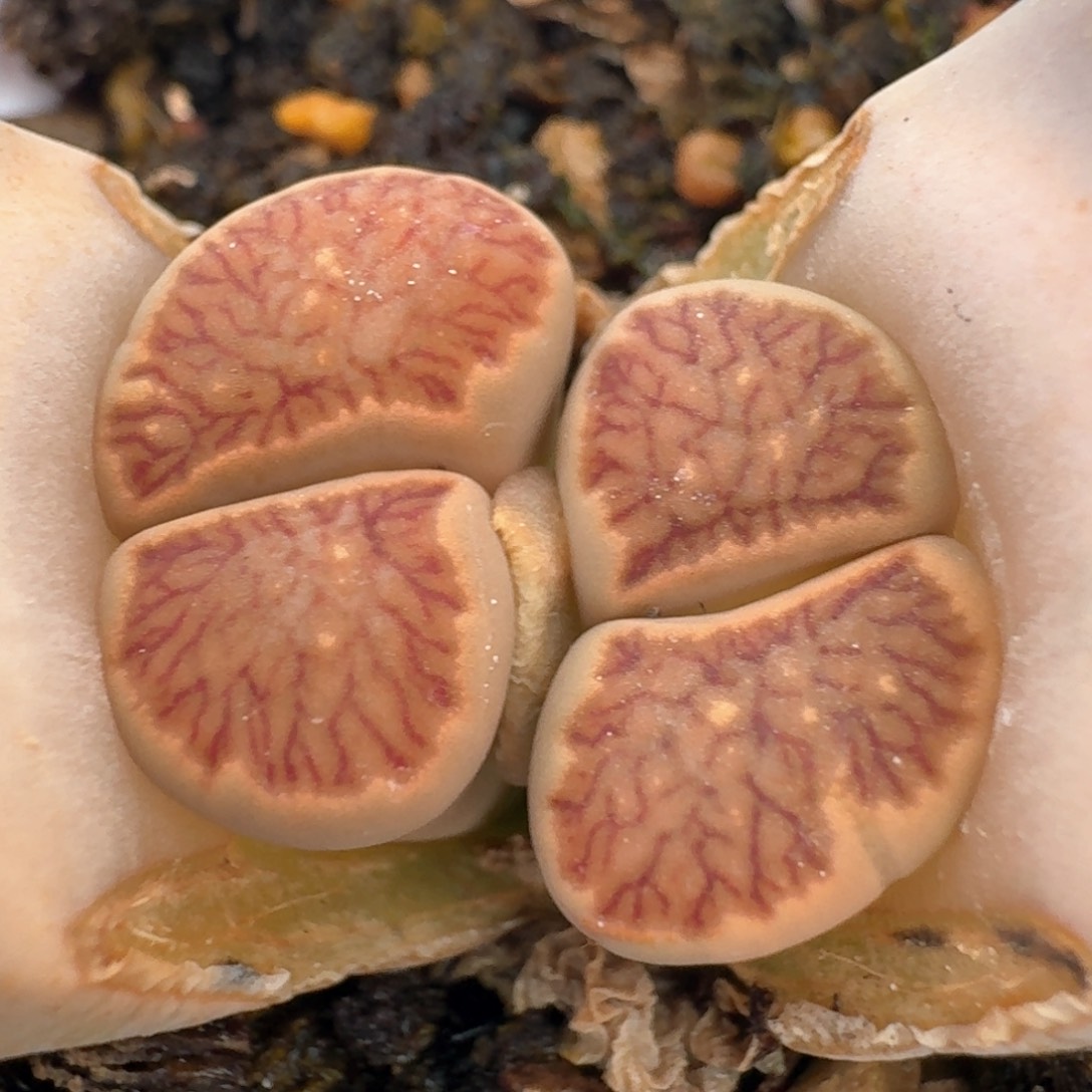 404脱土发货000000000