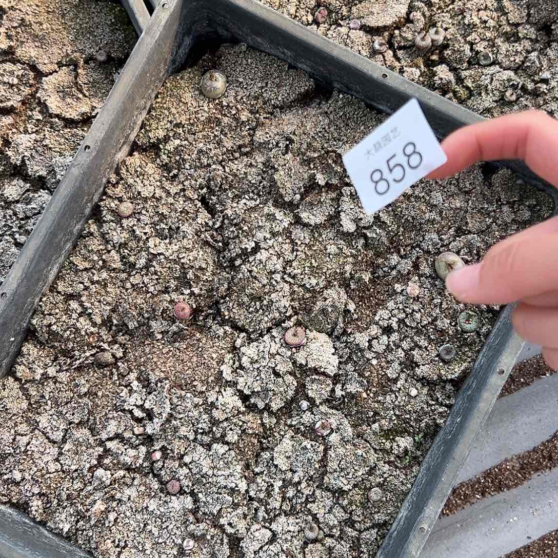 清框脱土发无售后。     858