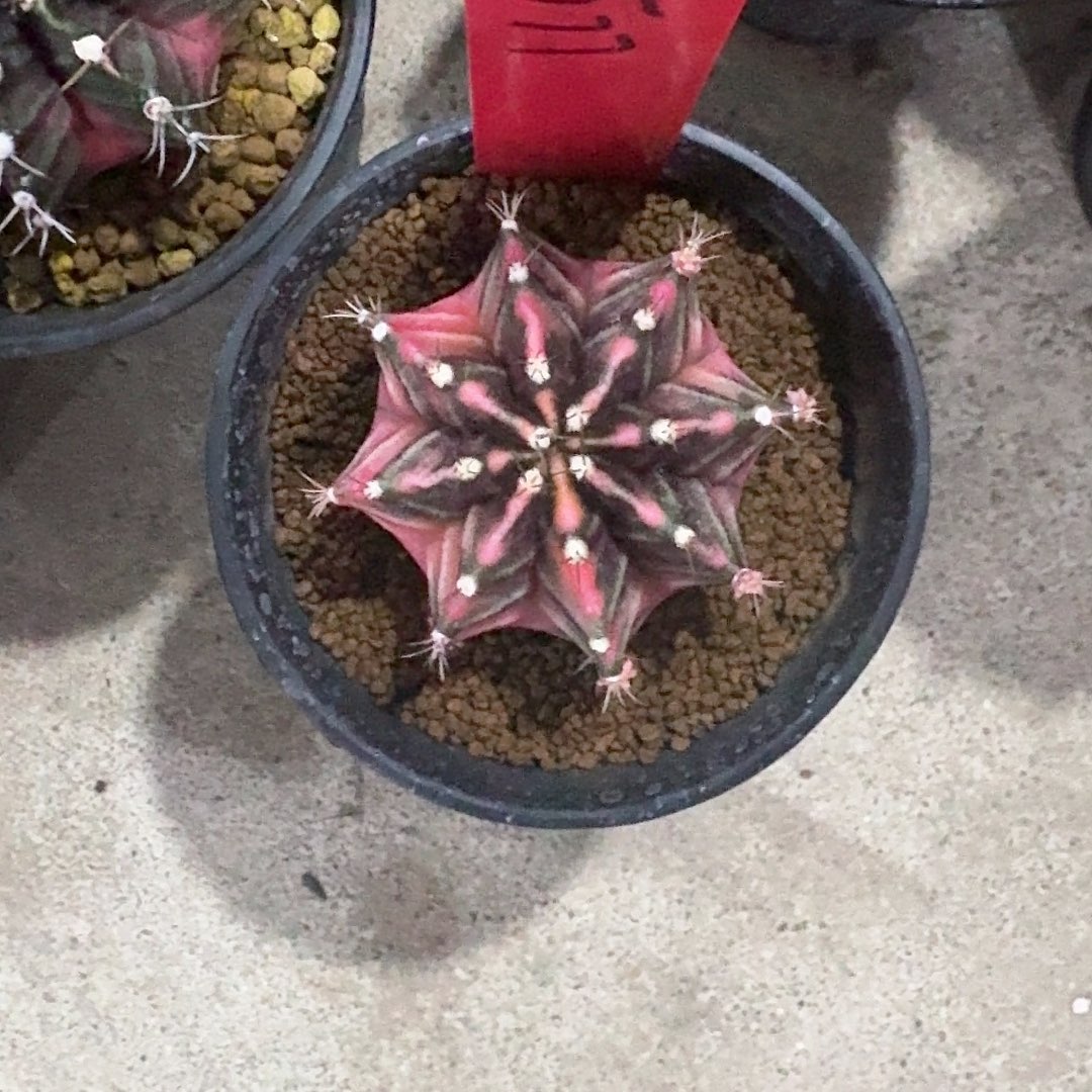 L527-1115广东发货 749