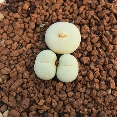 春***你多肉肉锥 433Ｖ嘴