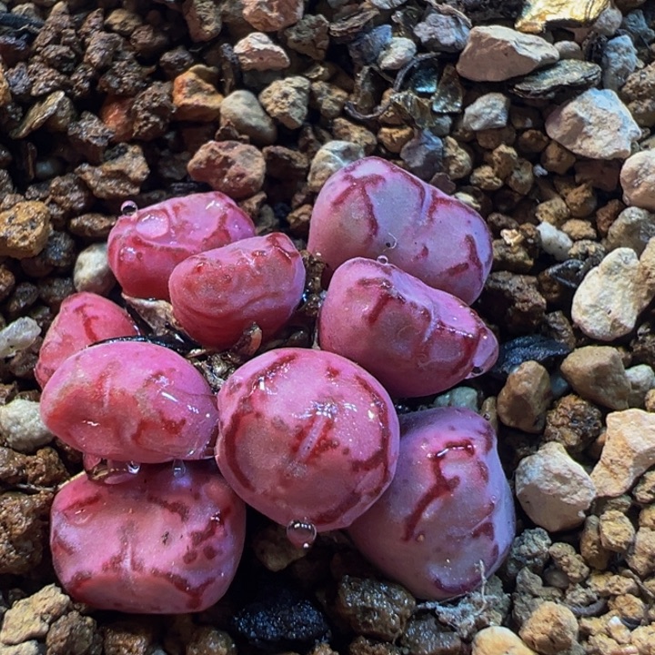 186多肉植物百科植物