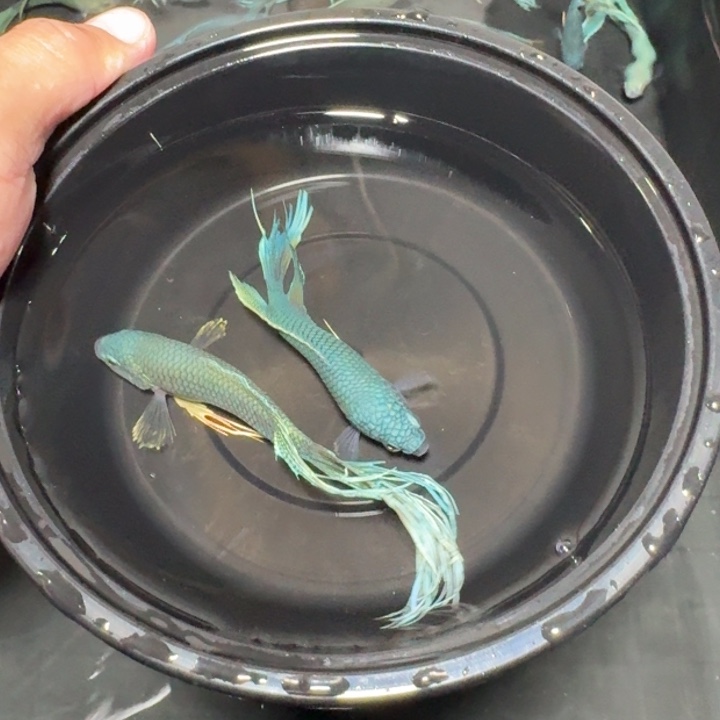 斗鱼直播间对图无纹蓝17