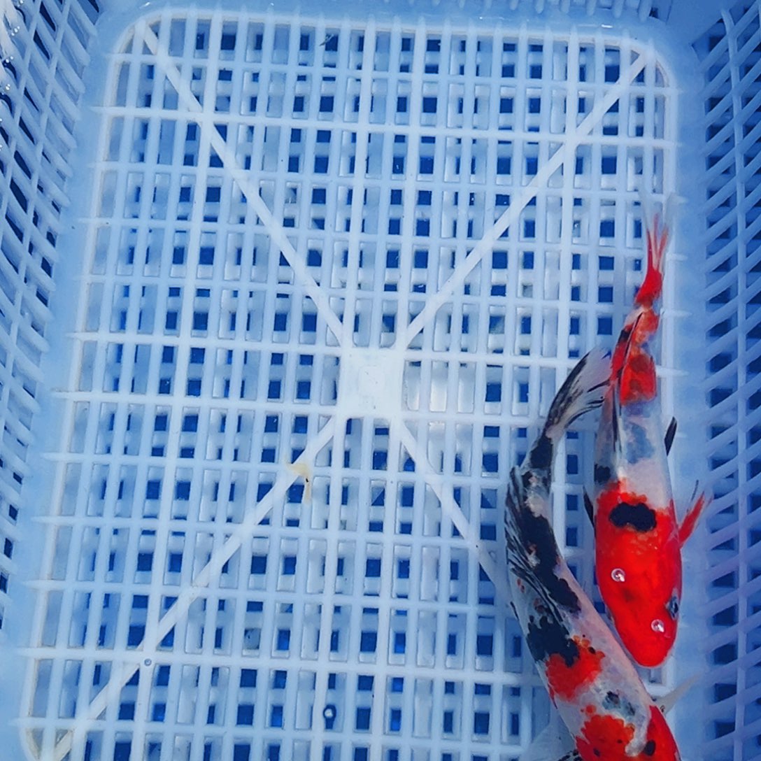 锦鲤锦鲤观赏鱼1111