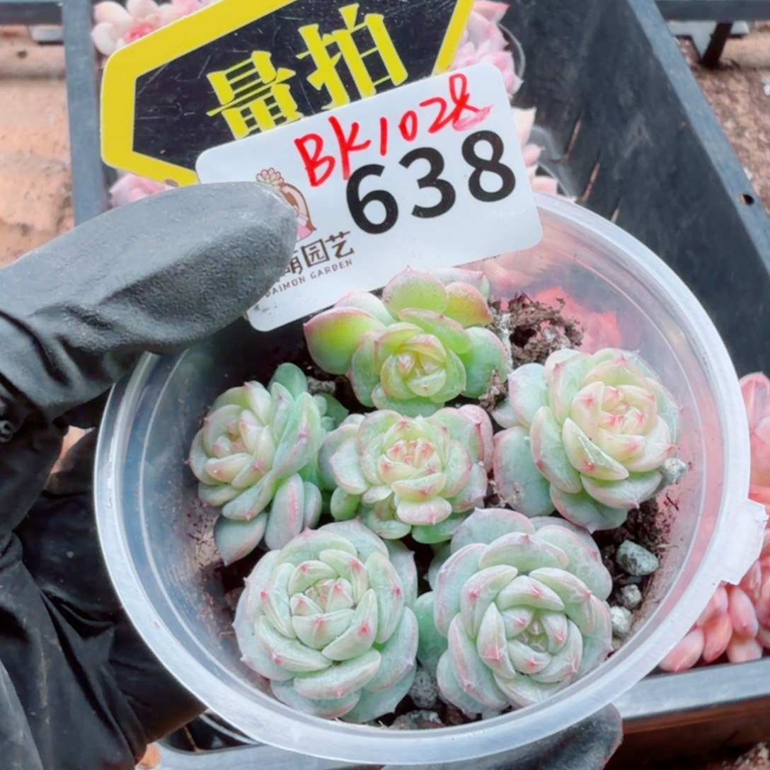 多肉植物多肉植物
