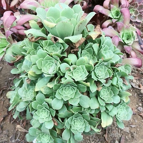 绿玫瑰玫瑰玫瑰玫瑰