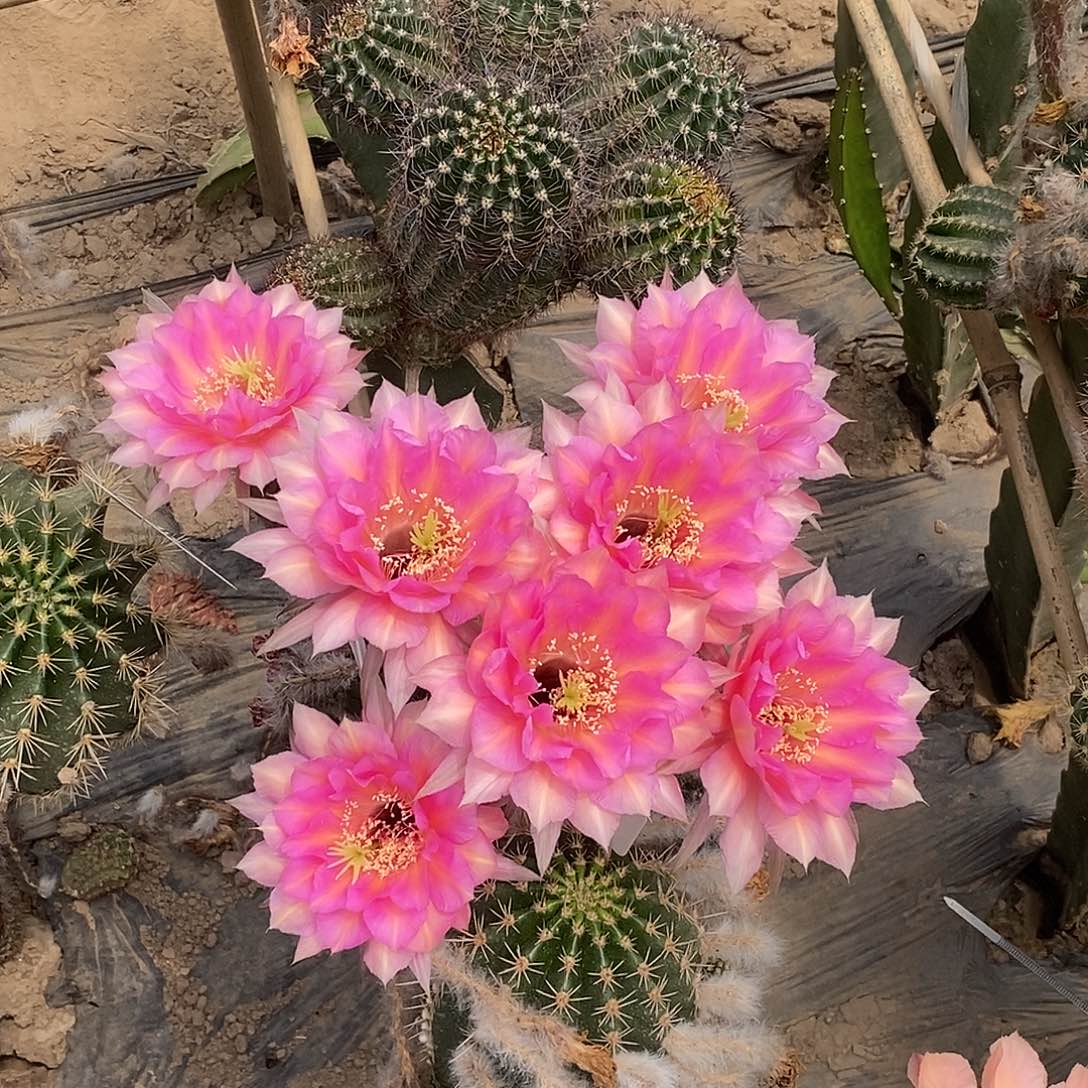 静**意七仙女侧芽 歪 20包邮5公分