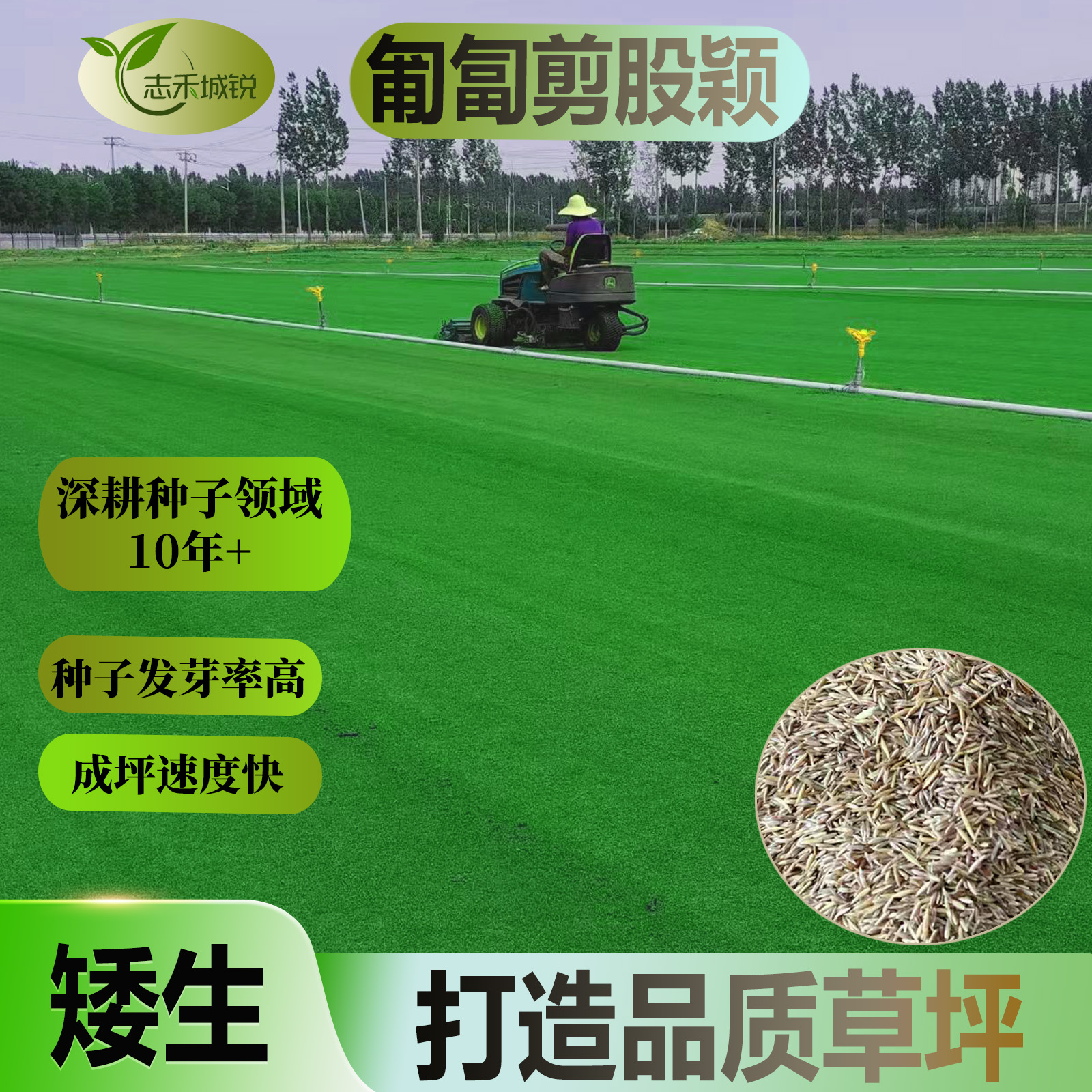 志禾城锐匍匐剪股颖种子矮生免修剪高档场所低矮浓密打造品质草坪