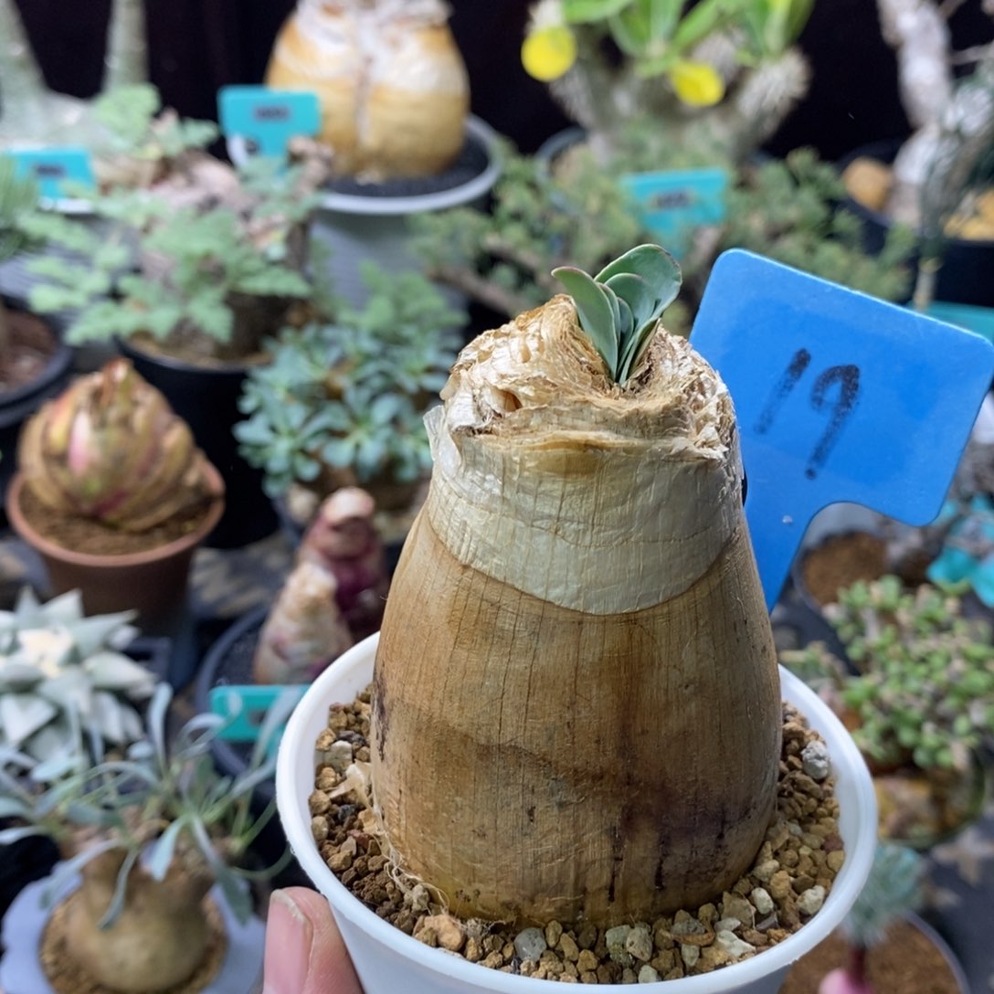 巨凤之卵多肉植物