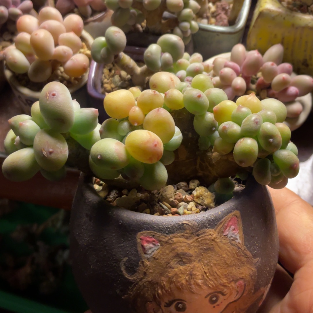 苹果奶缀韩版精品