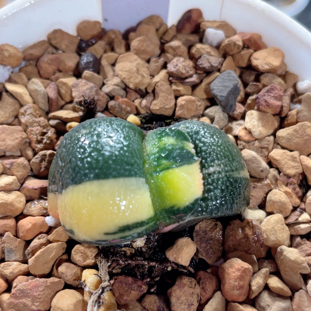 43军配卧牛锦。