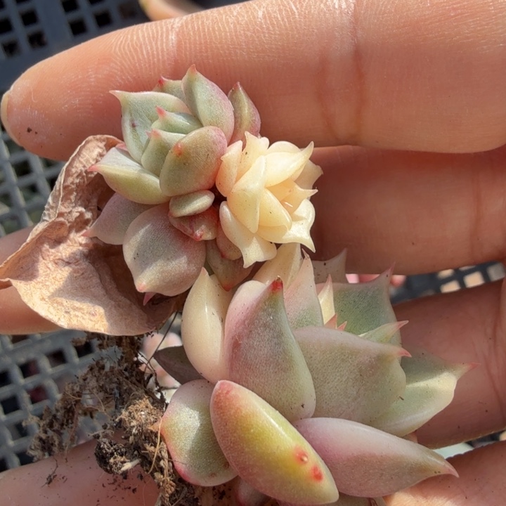 一组两个贝加尔湖锦