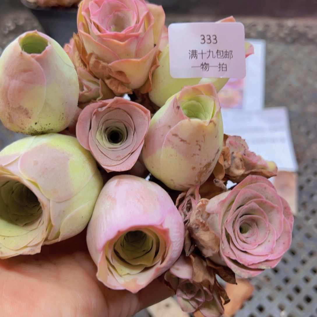 333下播福利玫瑰基地