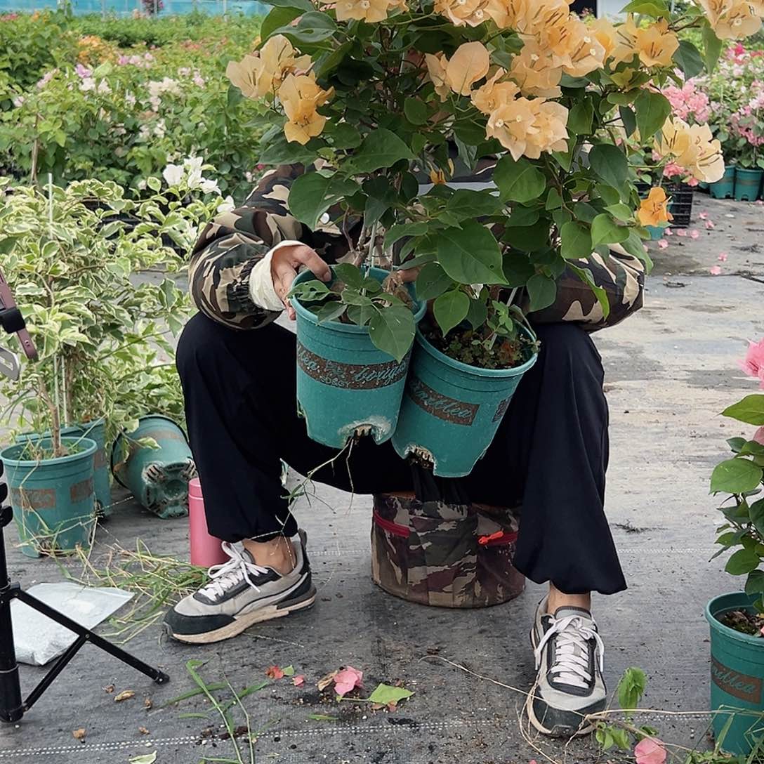 大部分开放少量花苞金色光辉一颗